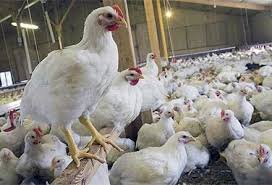 بزرگترین واحد مرغ تخم‌گذار خاورمیانه در همدان کلنگ‌زنی می‌شود