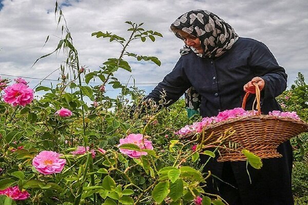 تولید سالیانه ۴۰۱ تُن گل محمدی در استان همدان